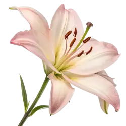 Imagen PNG para descargar